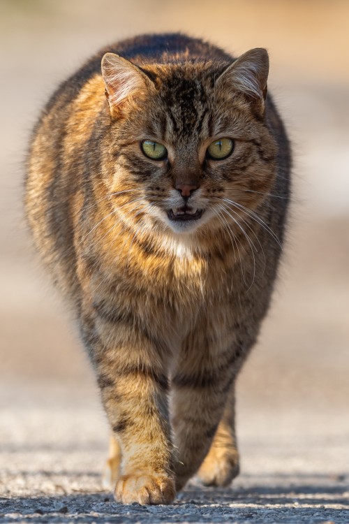 Mačka domáca (Felis catus) - Galéria | Fotoma.sk